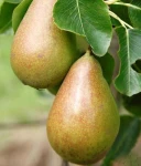 GRUSZA PLEBANKA