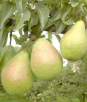 GRUSZA SZARNEZA