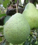 GRUSZA SZARNEZA