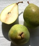 GRUSZA SZARNEZA