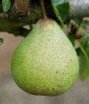 GRUSZA SZARNEZA