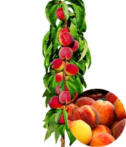 BRZOSKWINIA KOLUMNOWA