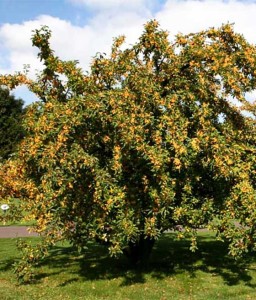 JABŁOŃ RAJSKA OZDOBNA GOLDEN HORNET