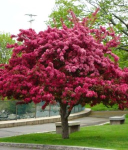 JABŁOŃ RAJSKA OZDOBNA ROYALTY