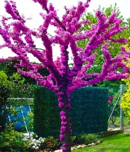 JUDASZOWIEC KANADYJSKI