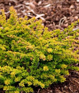 BERBERYS THUNBERGA SUNSATION W DONICY