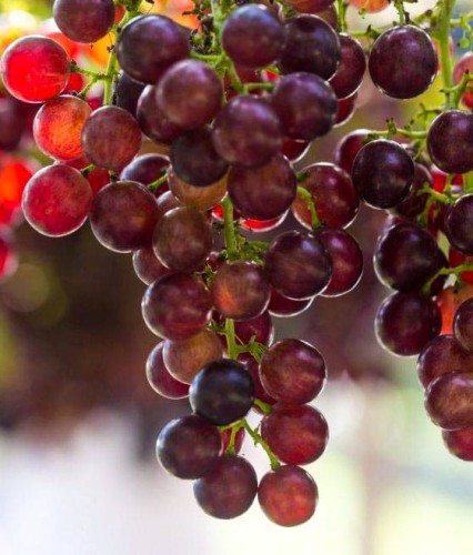 WINOROŚL BEZPESTKOWA SUFFOLK RED W DONICY