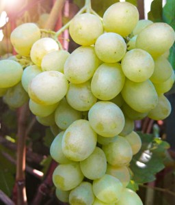 WINOROŚL PERŁA ZALI W DONICY