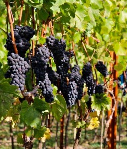 WINOROŚL PINOT NOIR W DONICY