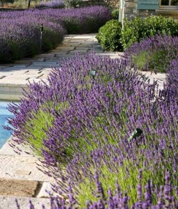 LAWENDA WĄSKOLISTNA VERA W DONICY