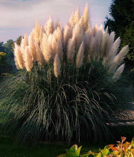 TRAWA PAMPASOWA KORTADERIA SELLOANA W DONICY