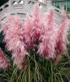 TRAWA PAMPASOWA PINK FEATHER