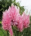 TRAWA PAMPASOWA PINK FEATHER