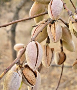 MIGDAŁOWIEC JADALNY FILIPPO CEO