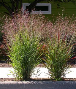 PROSO RÓZGOWATE SHENANDOAH W DONICY