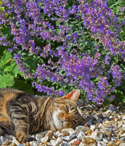 KOCIMIĘTKA SIX HILLS GIANT W DONICY