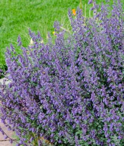 KOCIMIĘTKA WALKER'S LOW W DONICY