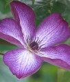 CLEMATIS (POWOJNIK) VENOSA VIOLACEA
