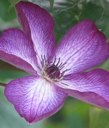 CLEMATIS (POWOJNIK) VENOSA VIOLACEA W DONICY