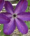 CLEMATIS (POWOJNIK) VENOSA VIOLACEA