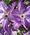 CLEMATIS (POWOJNIK) VENOSA VIOLACEA