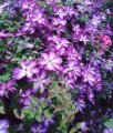 CLEMATIS (POWOJNIK) VENOSA VIOLACEA