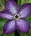 CLEMATIS (POWOJNIK) VENOSA VIOLACEA