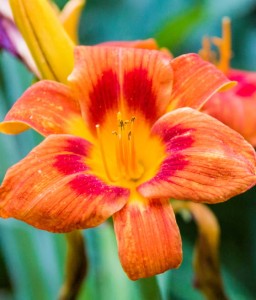 LILIOWIEC ORANGE SENSATION W DONICY