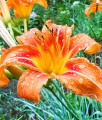 LILIOWIEC ORANGE SENSATION