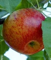 JABŁOŃ RED BOSKOOP
