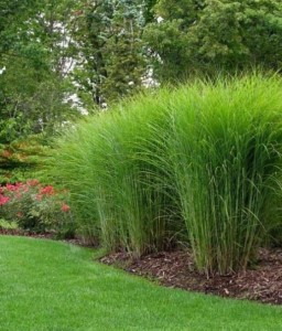 Miskant Chiński Sarabande w donicy