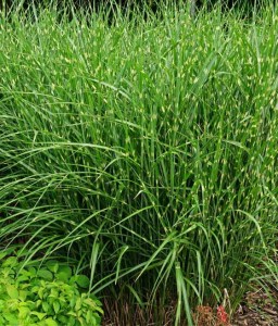 Miskant Chiński Strictus w donicy