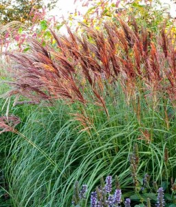 Miskant Chiński Red Arrow w donicy