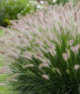 Rozplenica japońska Lady U w donicy