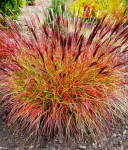 Miskant Chiński Red Chief w donicy