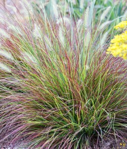 Rozplenica Japońska Burgund Bunny w donicy