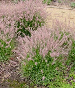 Rozplenica Japońska Red Head w donicy