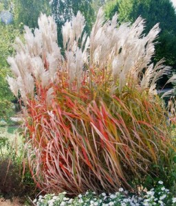 Miskant Chiński Rosi w donicy