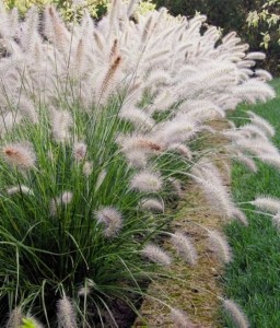 Rozplenica Japońska Weserbergland w donicy