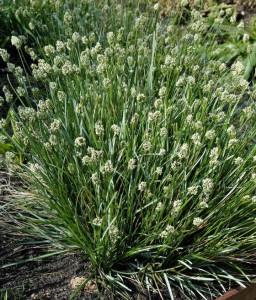 Sesleria Skalna w donicy