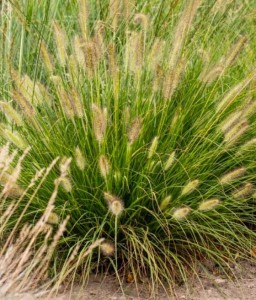 Rozplenica Japońska Gelbstiel w donicy