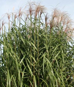 Miskant Olbrzymi Meidl w donicy