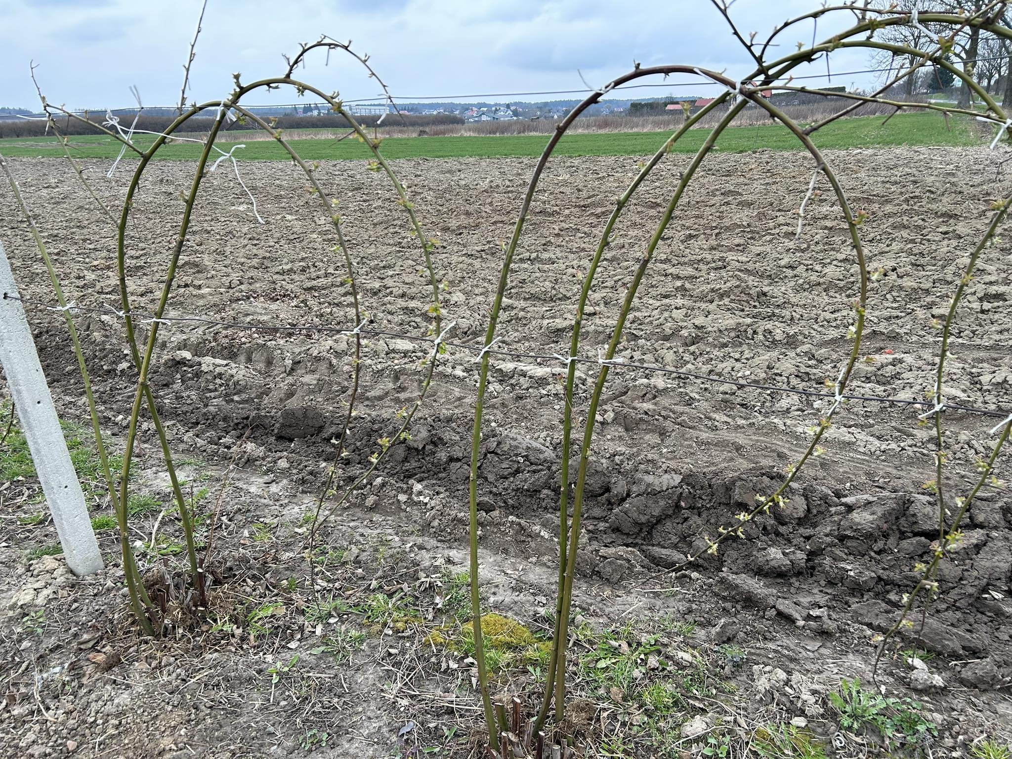 Uprawa jeżyn bezkolcowych