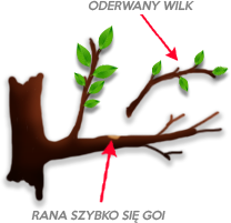 Cięcie letnie gruszy - wycinanie wilków