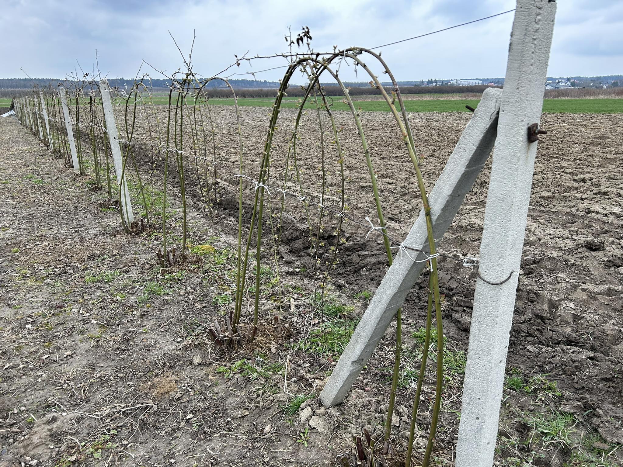 Uprawa jeżyn bezkolcowych
