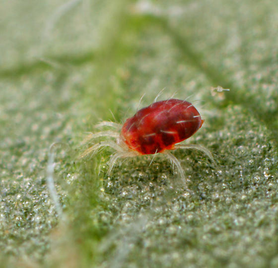 Przędziorek Owocowiec