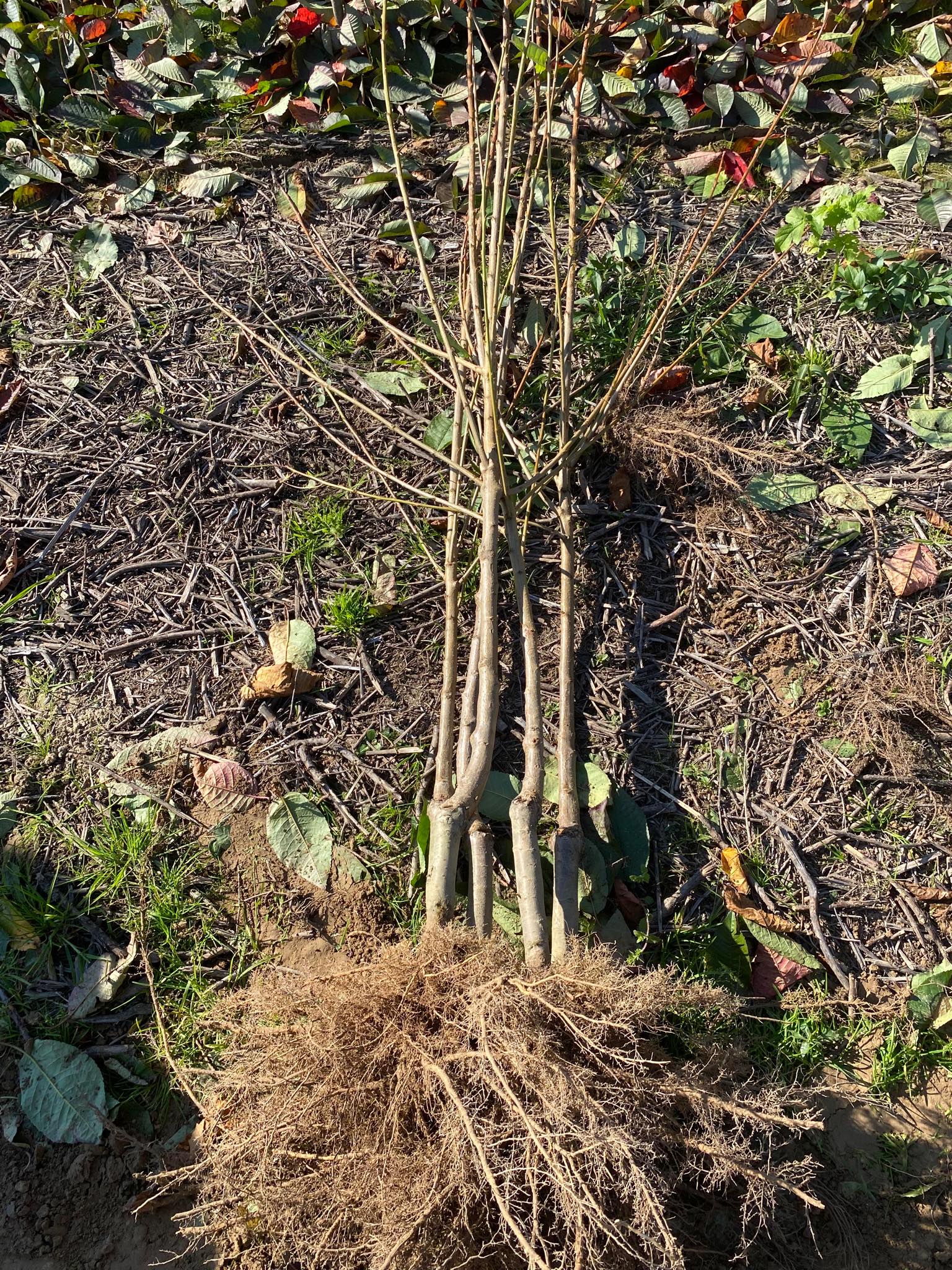 Szkółka drzewka-faworytka.pl - świeżo kopane sadzonki