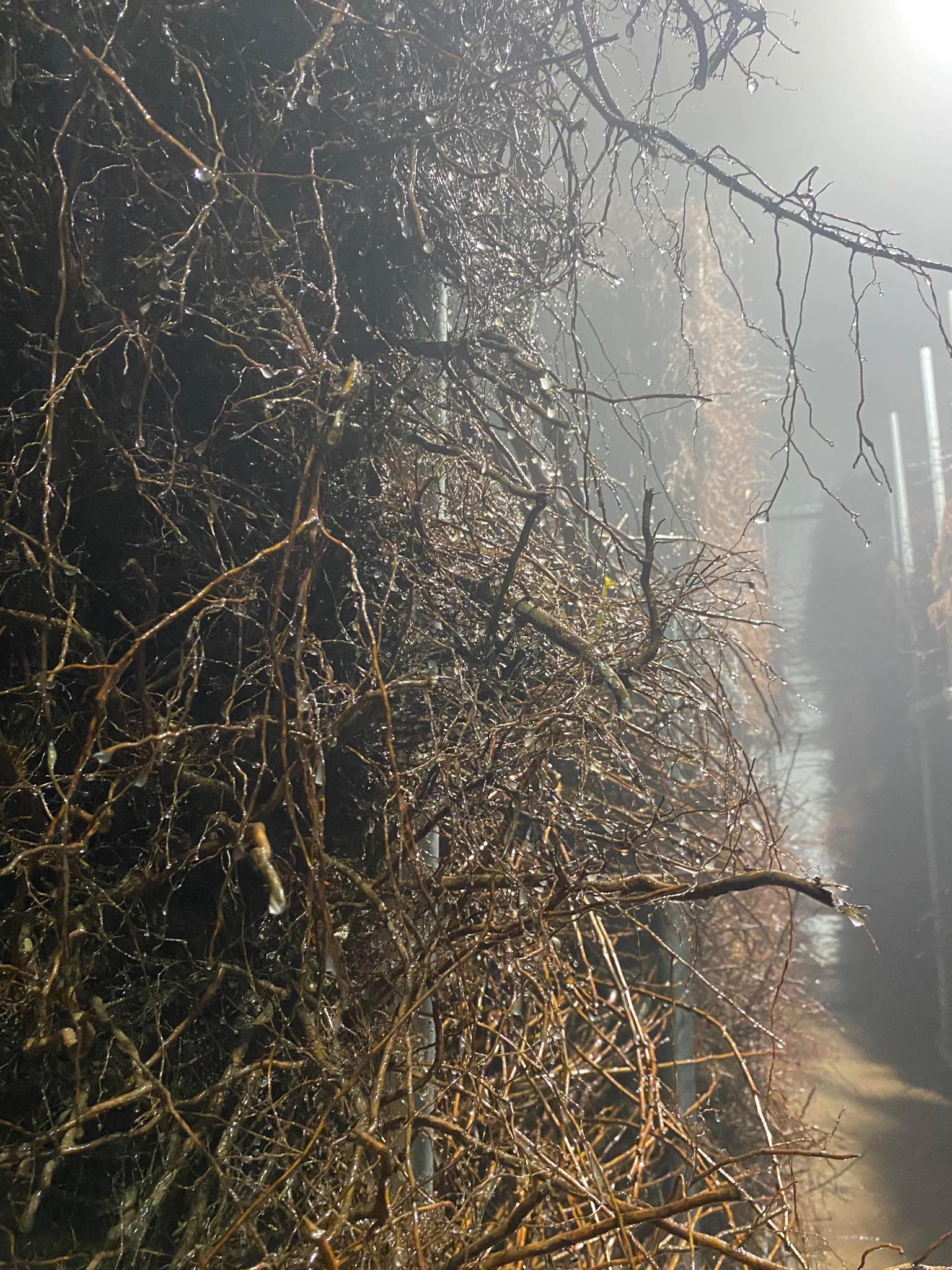 Świeżo kopane sadzonki