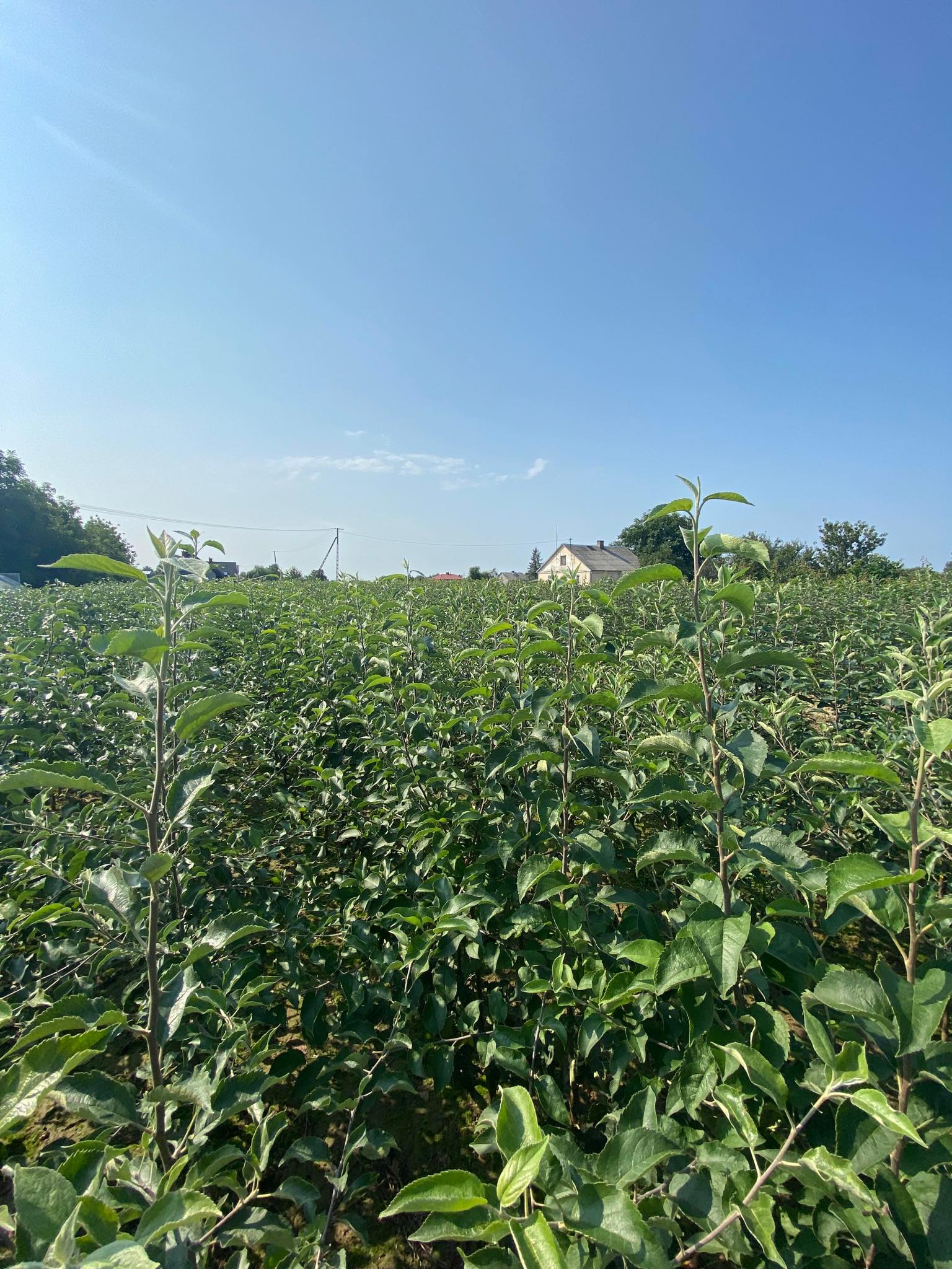 Szkółka drzewek owocowych drzewka-faworytka.pl
