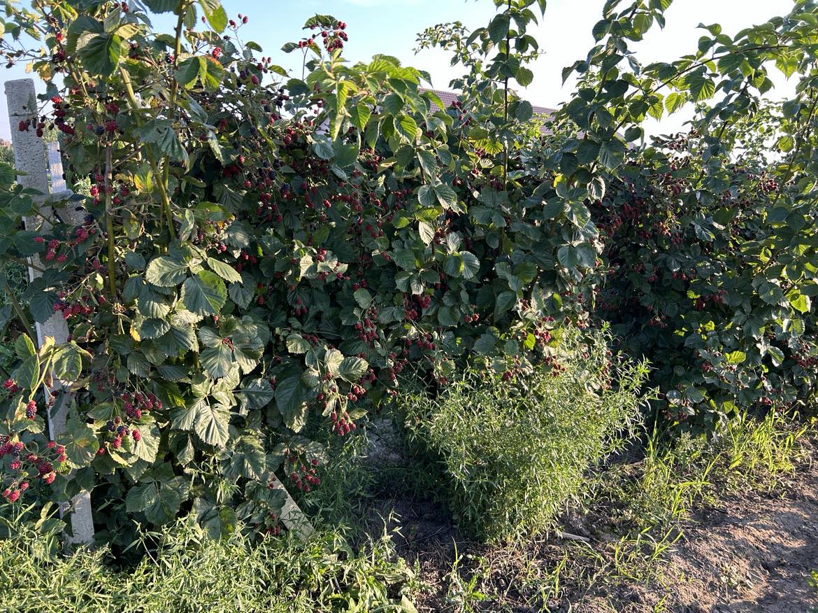Owocowanie jeżyny bezkolcowej